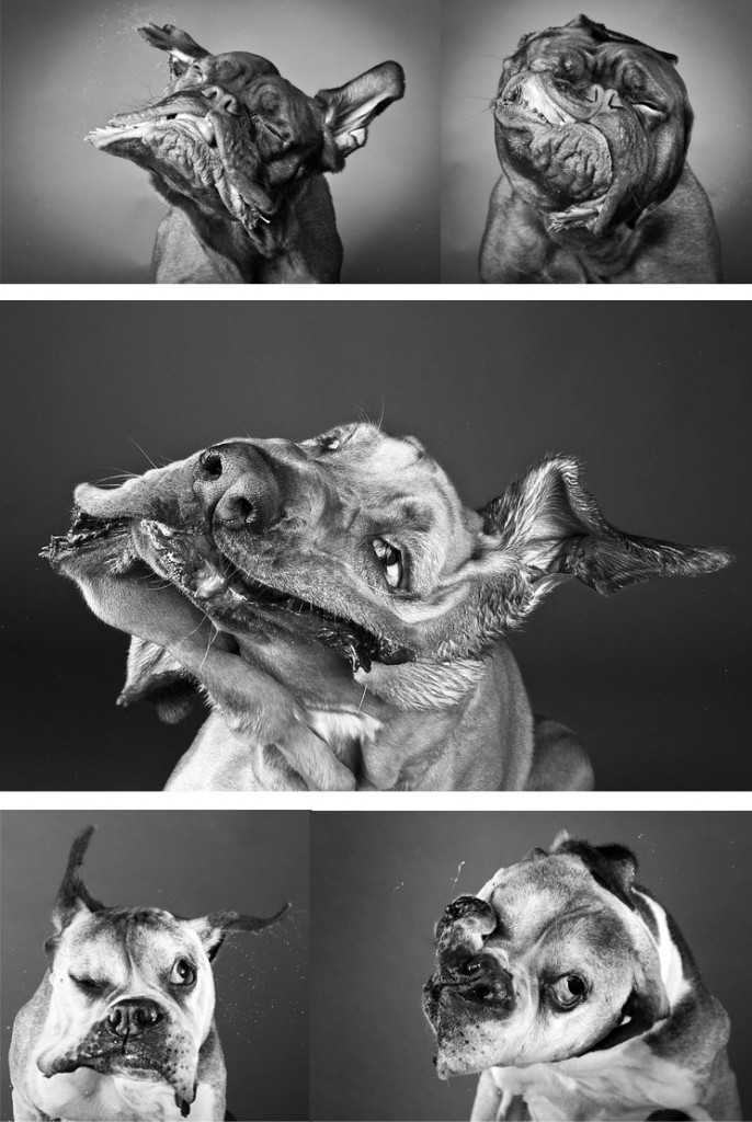 Wet Dog Portraits by Carli Davidson